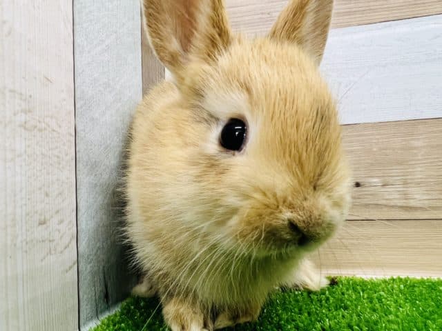 ネザーランドドワーフ