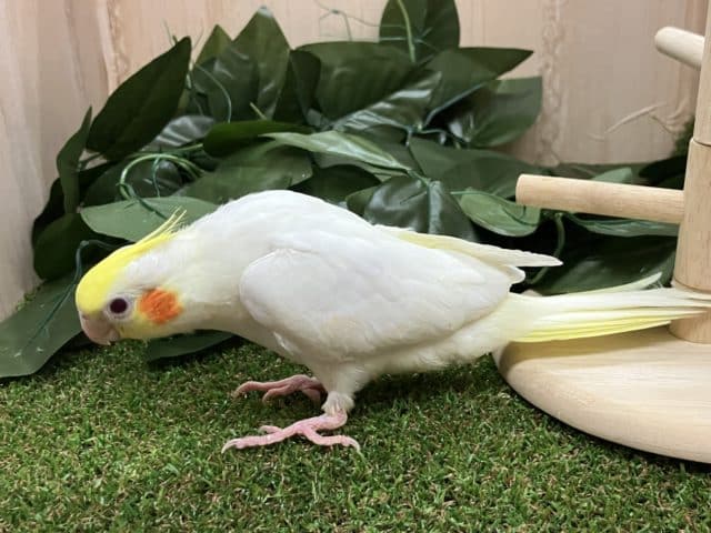 オカメインコ