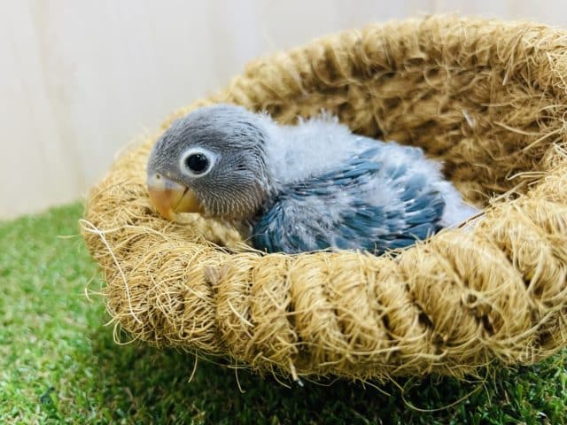 ブルーボタンインコ