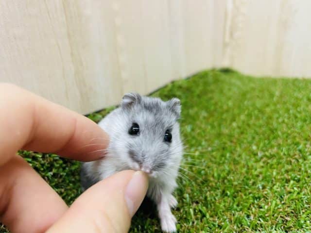 ドワーフハムスターの1種