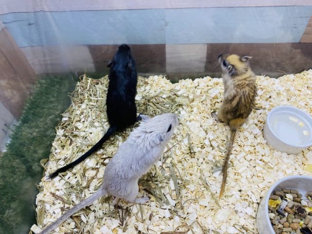 カラージャービル（スナネズミ）