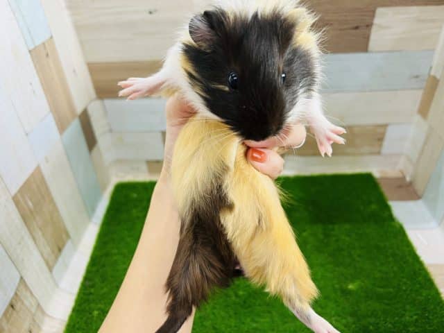 イングリッシュモルモット