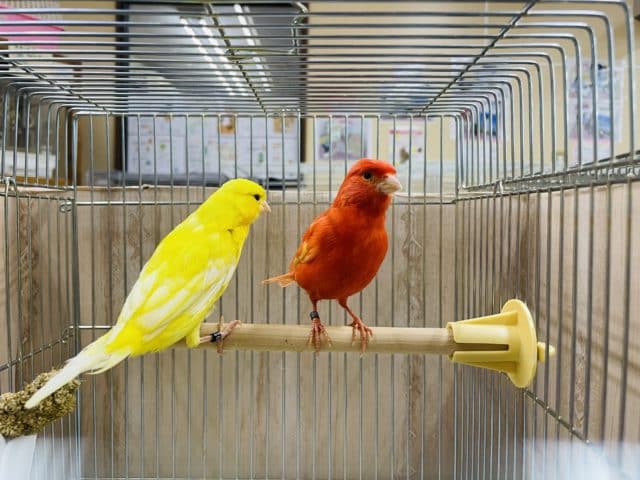 赤カナリア