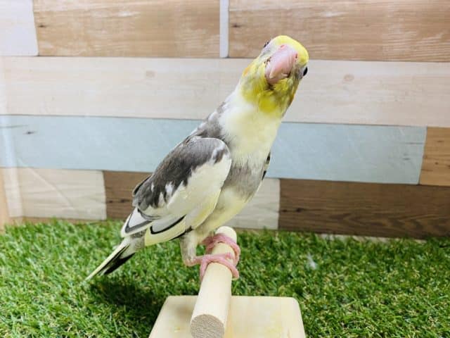 オカメインコ