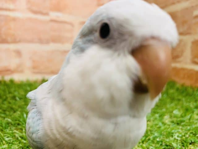 オキナインコ