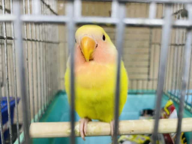 コザクラインコ（小桜インコ）