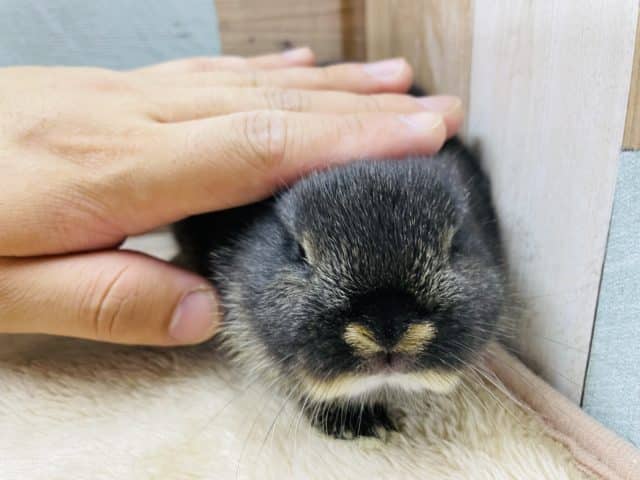 ネザーランドドワーフ