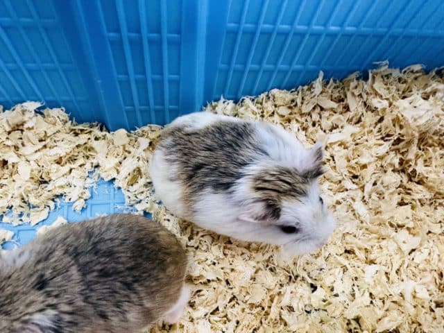 ロボロフスキーハムスター