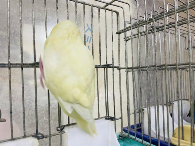 サザナミインコ