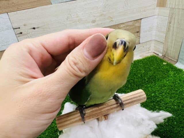 コザクラインコ（小桜インコ）
