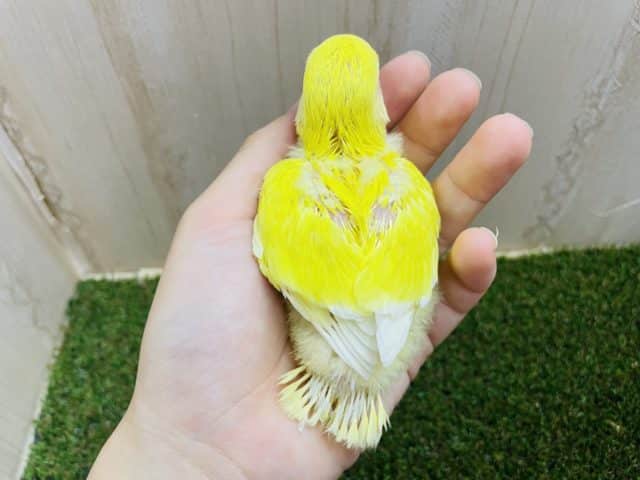 コザクラインコ（小桜インコ）