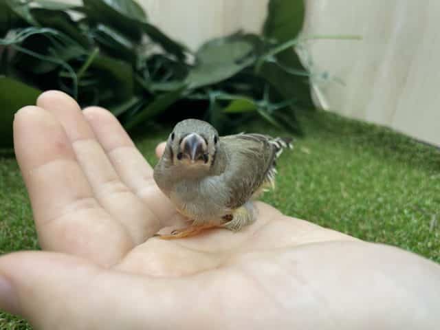 錦花鳥（キンカチョウ）