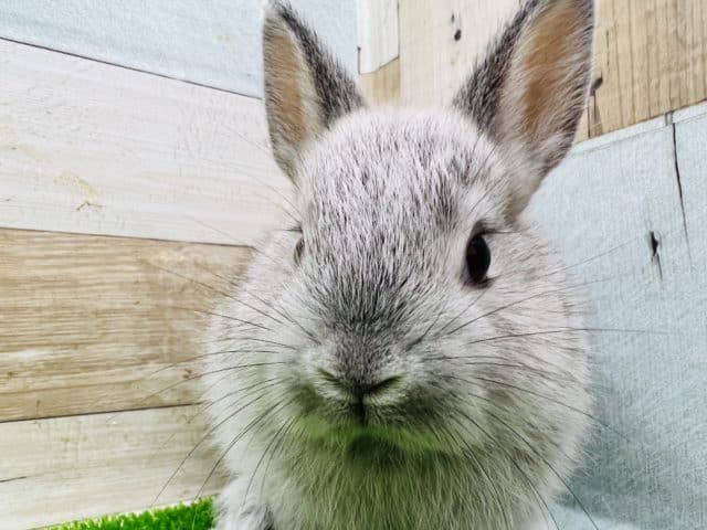 ネザーランドドワーフ