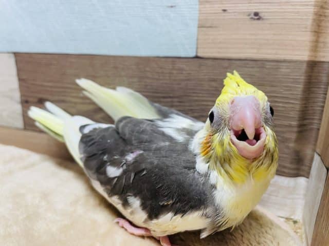オカメインコ