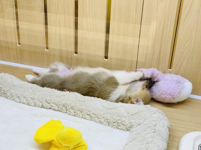 ウェルシュコーギー・ペンブローグ