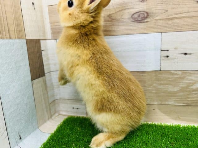 ネザーランドドワーフ