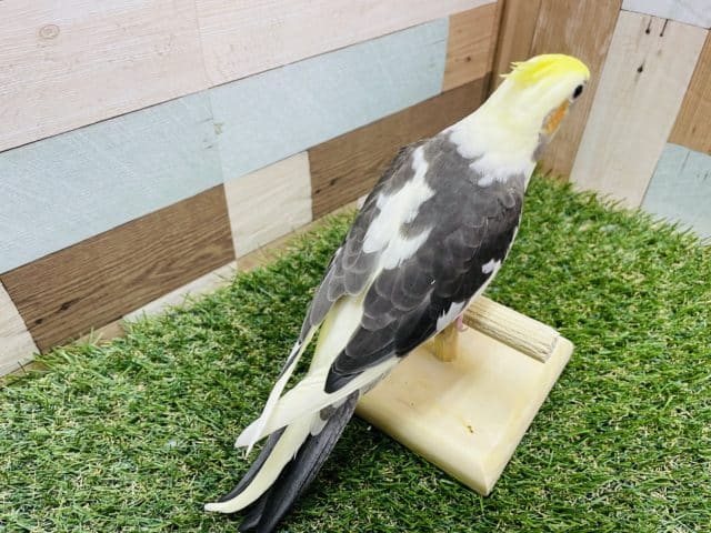 オカメインコ