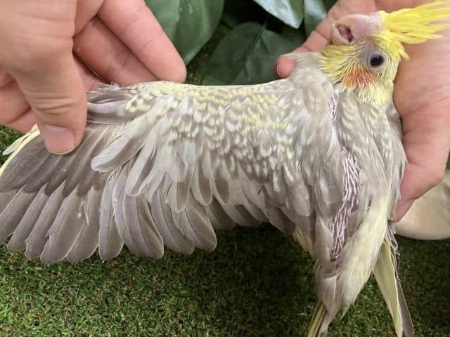 オカメインコ
