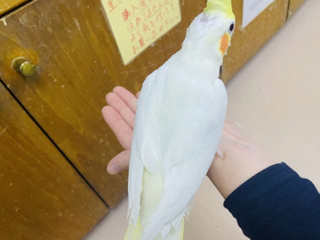 オカメインコ