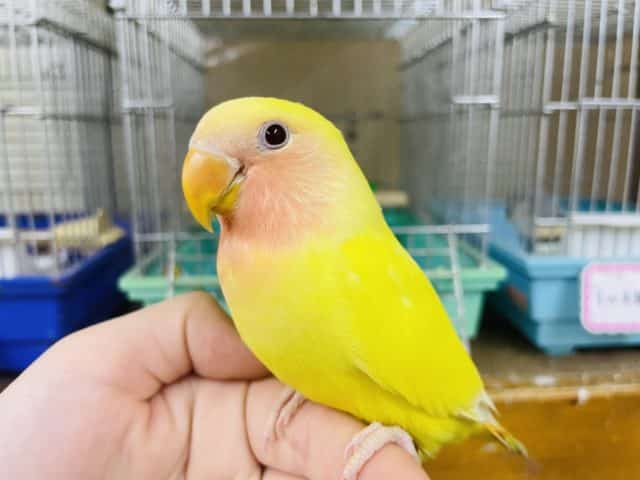 コザクラインコ（小桜インコ）