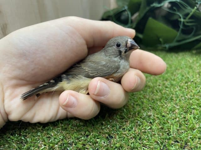 錦花鳥（キンカチョウ）