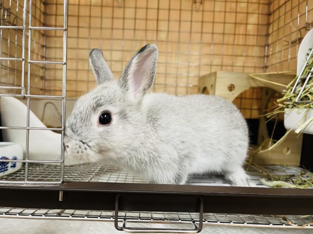 ネザーランドドワーフ