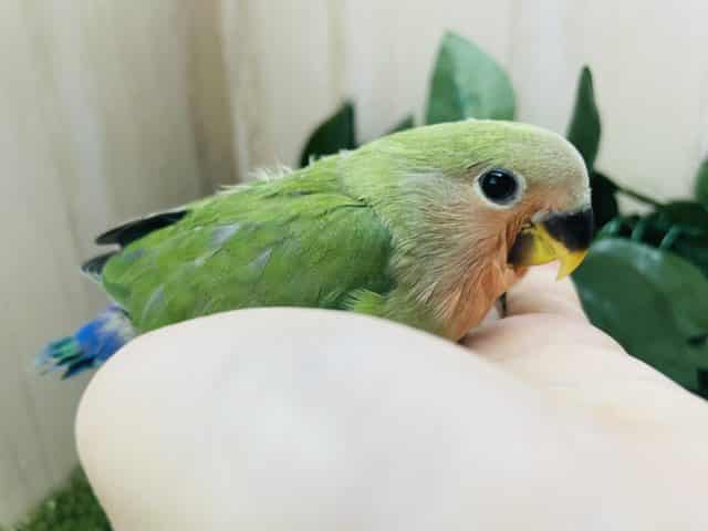 コザクラインコ（小桜インコ）