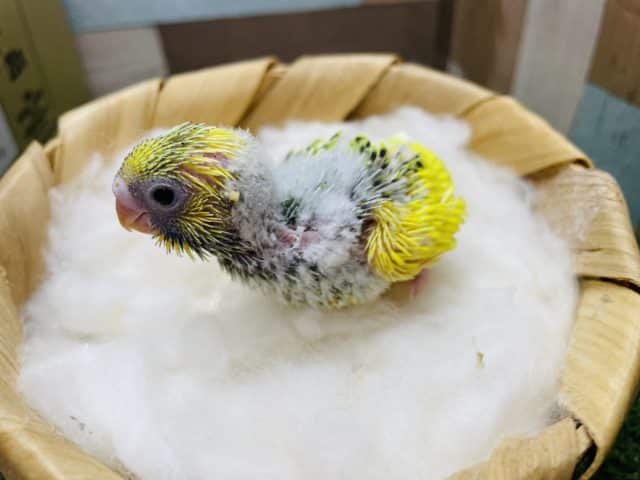 セキセイインコ