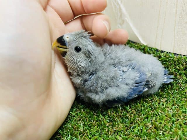コザクラインコ（小桜インコ）