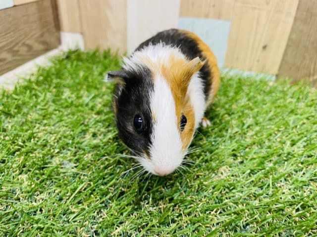 イングリッシュモルモット