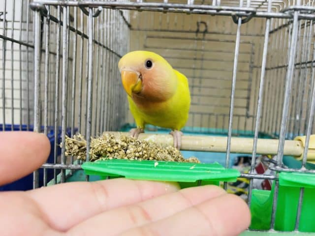 コザクラインコ（小桜インコ）