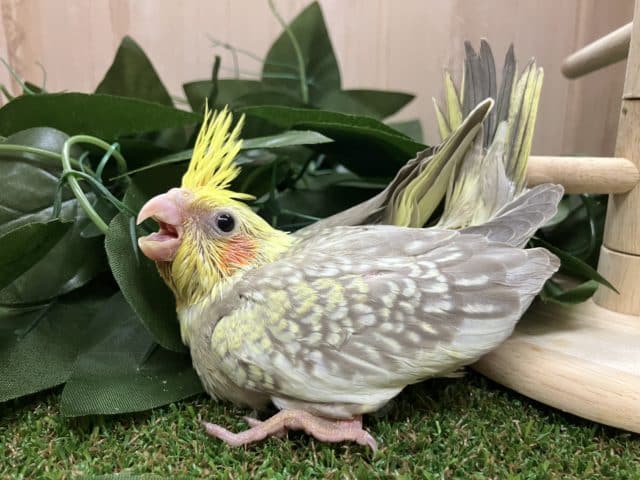 オカメインコ