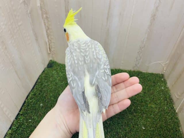 オカメインコ