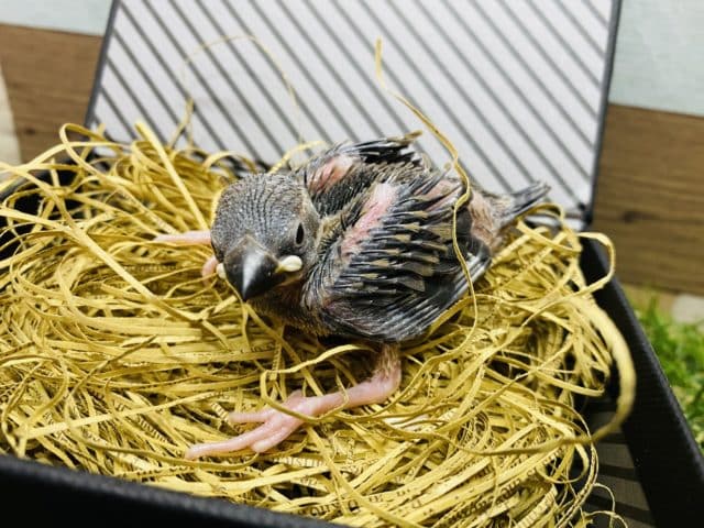 文鳥と言えばの定番人気カラー!桜文鳥のヒナがやって来ました〜 桜文鳥