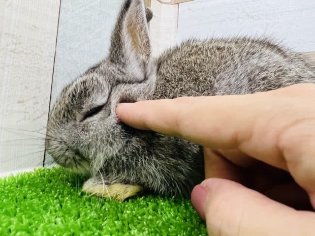 ネザーランドドワーフ