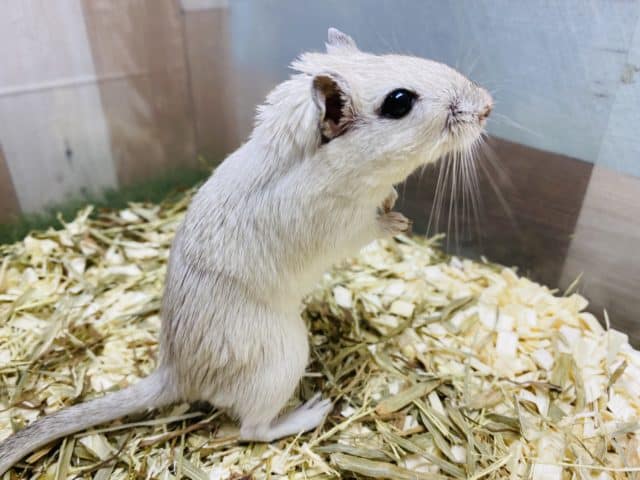 カラージャービル（スナネズミ）