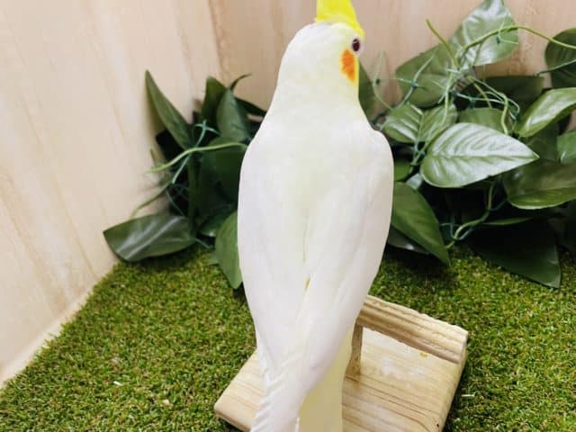 オカメインコ