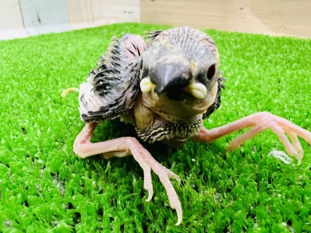 ちびっこ桜文鳥ひな! 桜文鳥