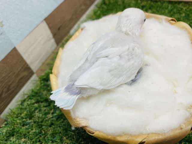 雰囲気がぽわぽわした可愛いコ!シロボタンインコのヒナ! シロボタンインコ