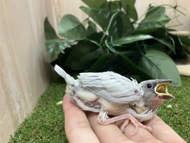 シルバー文鳥