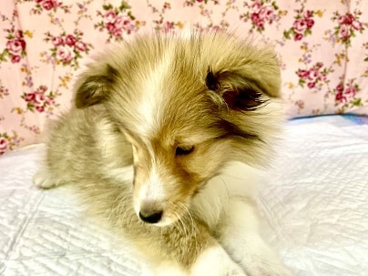 超絶美人さん💗 シェルティの女のコ 2022.10/14撮影 シェットランドシープドッグ(シェルティ)