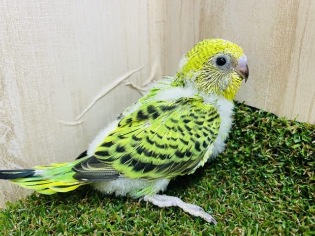 セキセイインコ