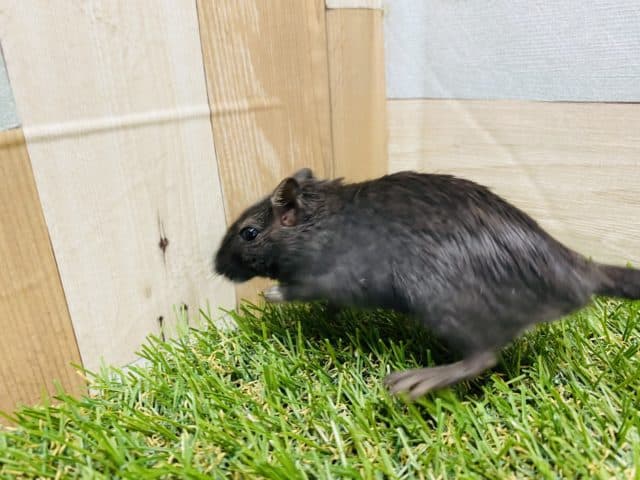 カラージャービル（スナネズミ）