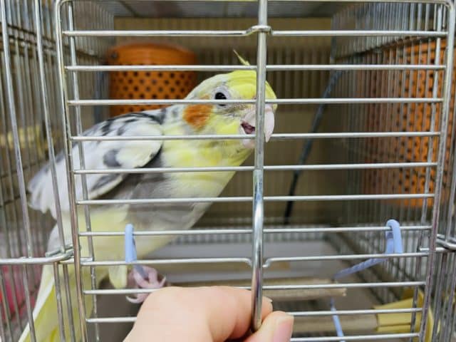 オカメインコ