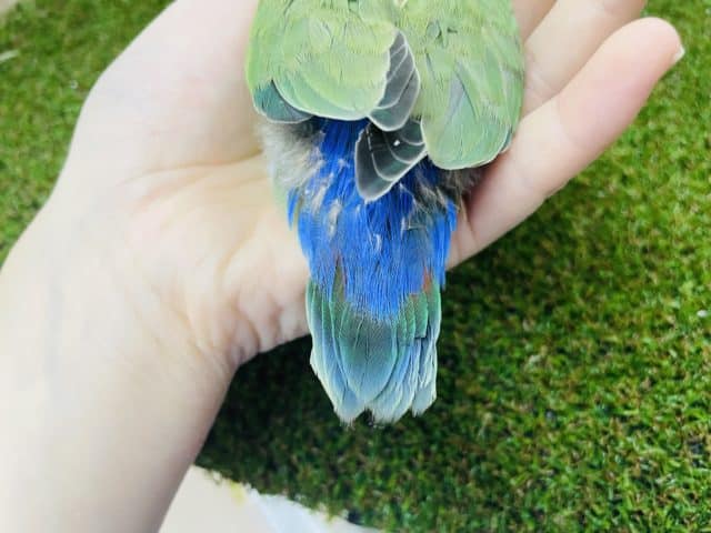 コザクラインコ（小桜インコ）