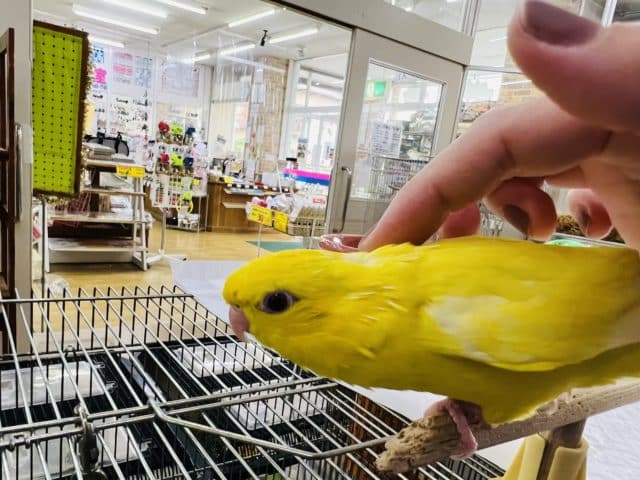 サザナミインコ