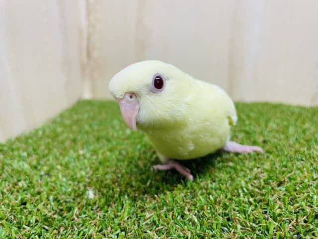 サザナミインコ
