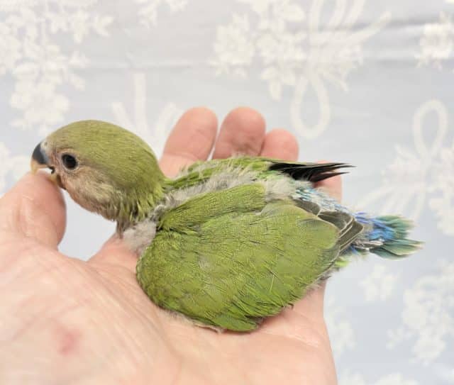 コザクラインコ（小桜インコ）