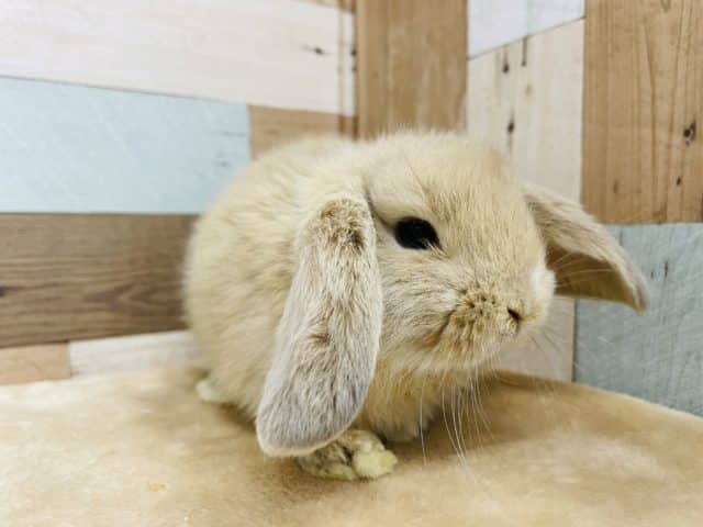 ロップイヤーラビット