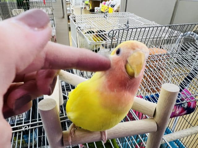 コザクラインコ（小桜インコ）
